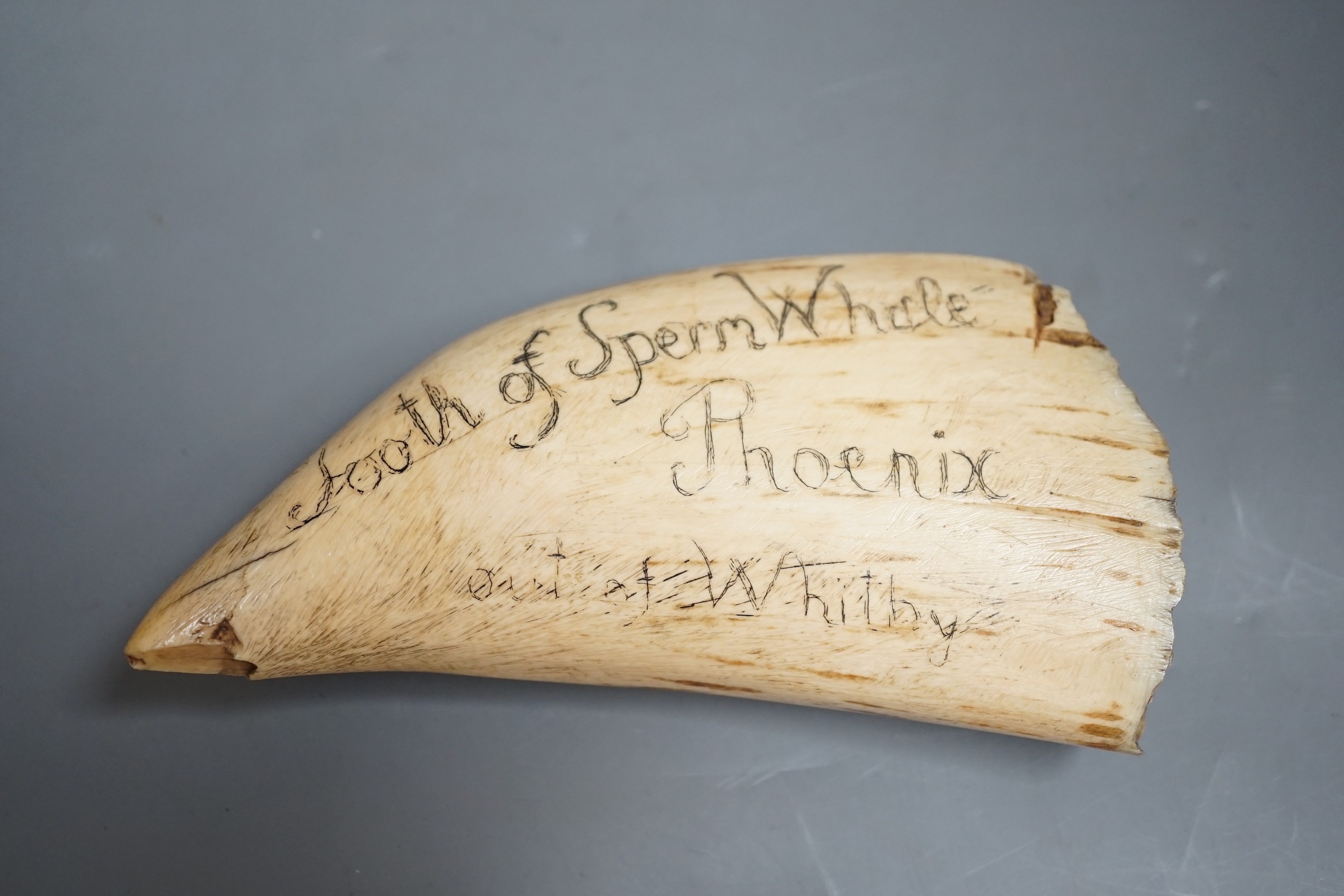 A 19th century scrimshaw carved whales tooth inscribed ‘tooth of sperm whale Phoenix out of Whitby’. 15.5cm long